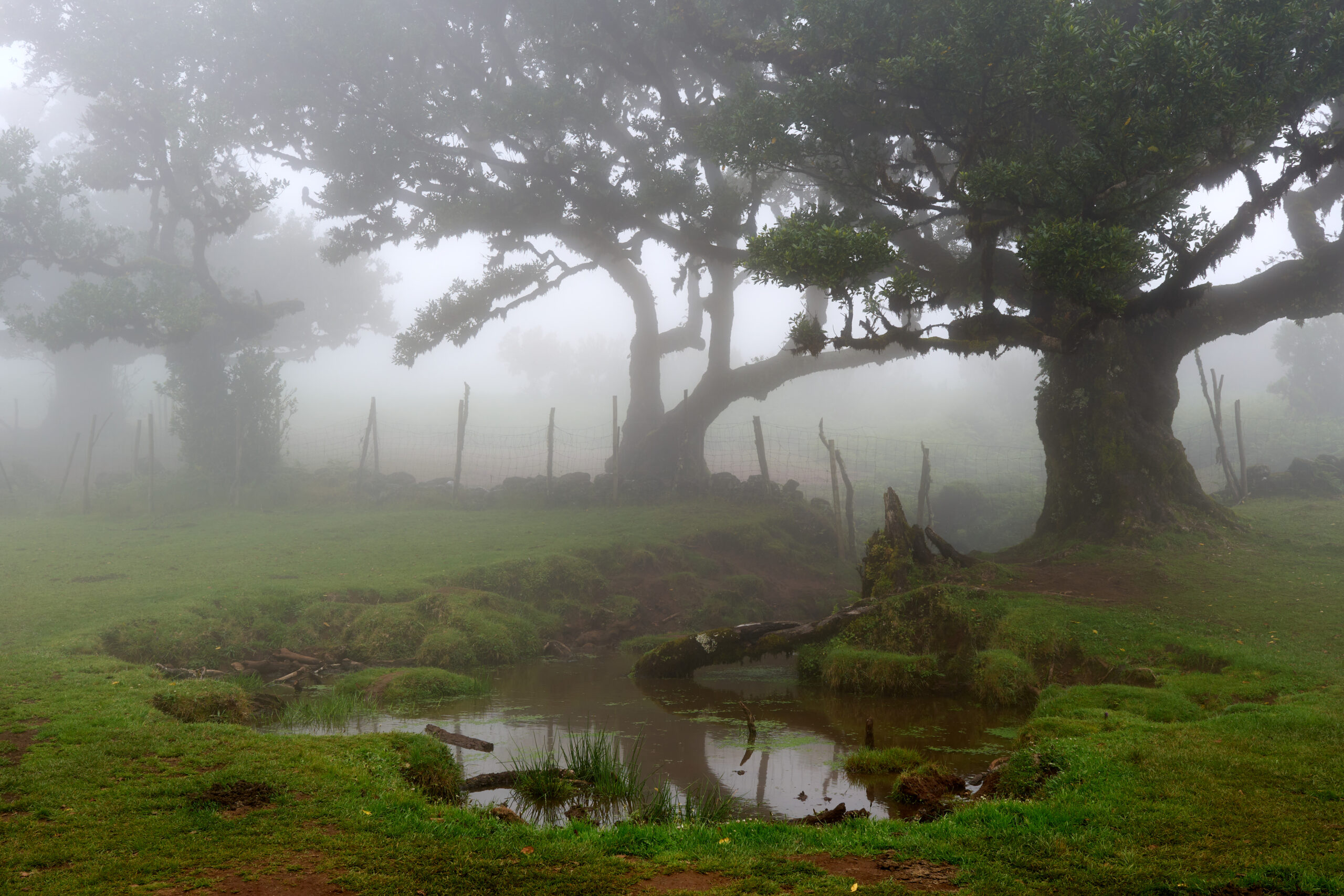 Madeira – Laurisilva