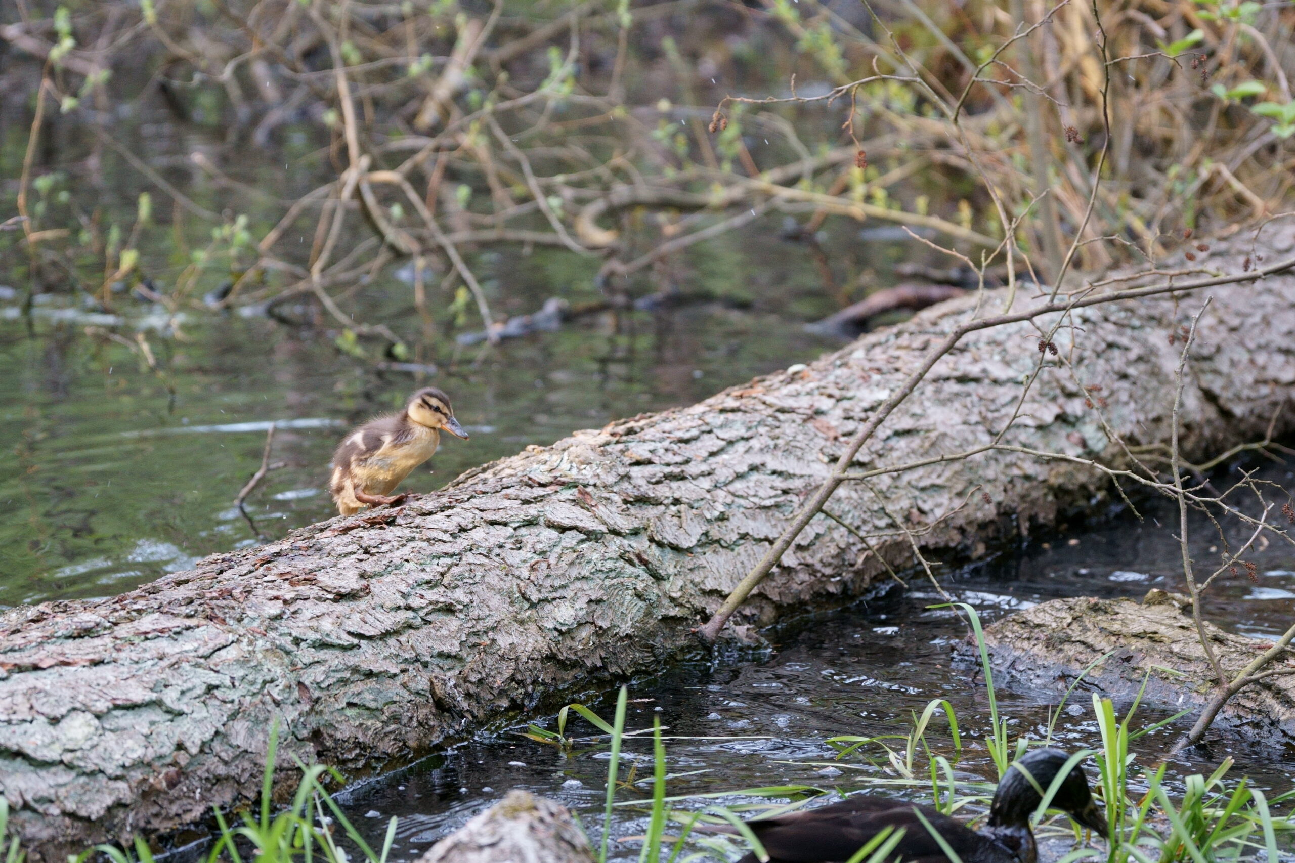 Frühling im Eppendorfer Moor