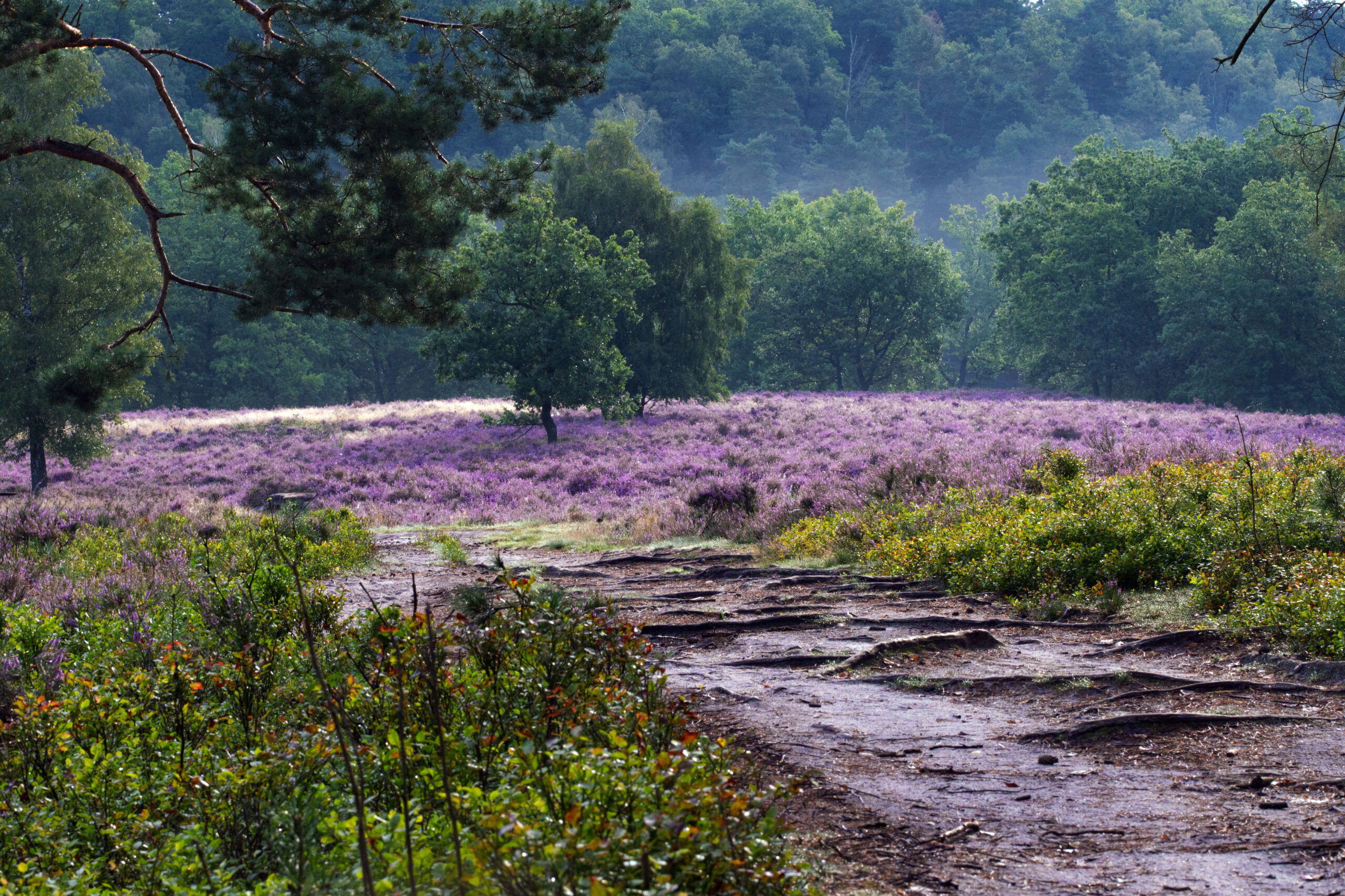 Fischbeker Heide