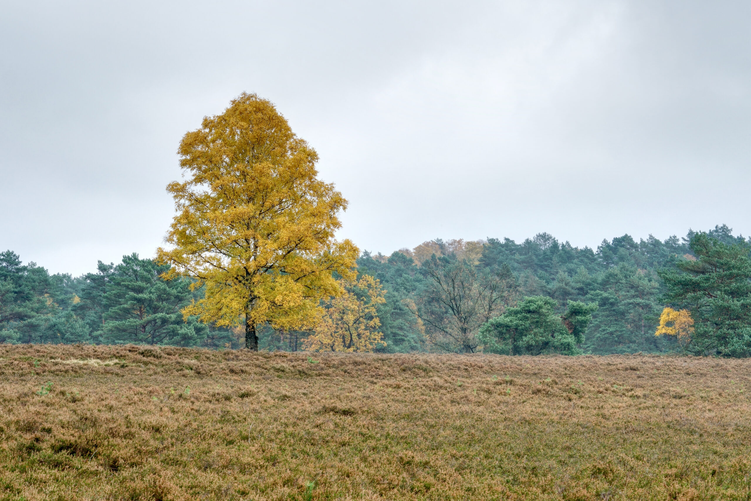 Herbst in der Fischbeker Heide