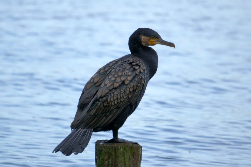 Kormoran