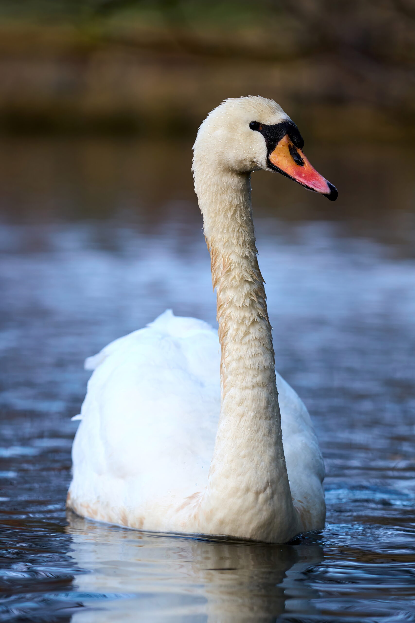 Schwan
