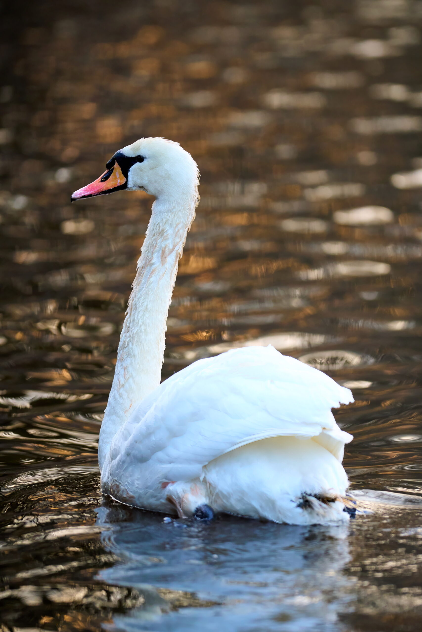 Schwan