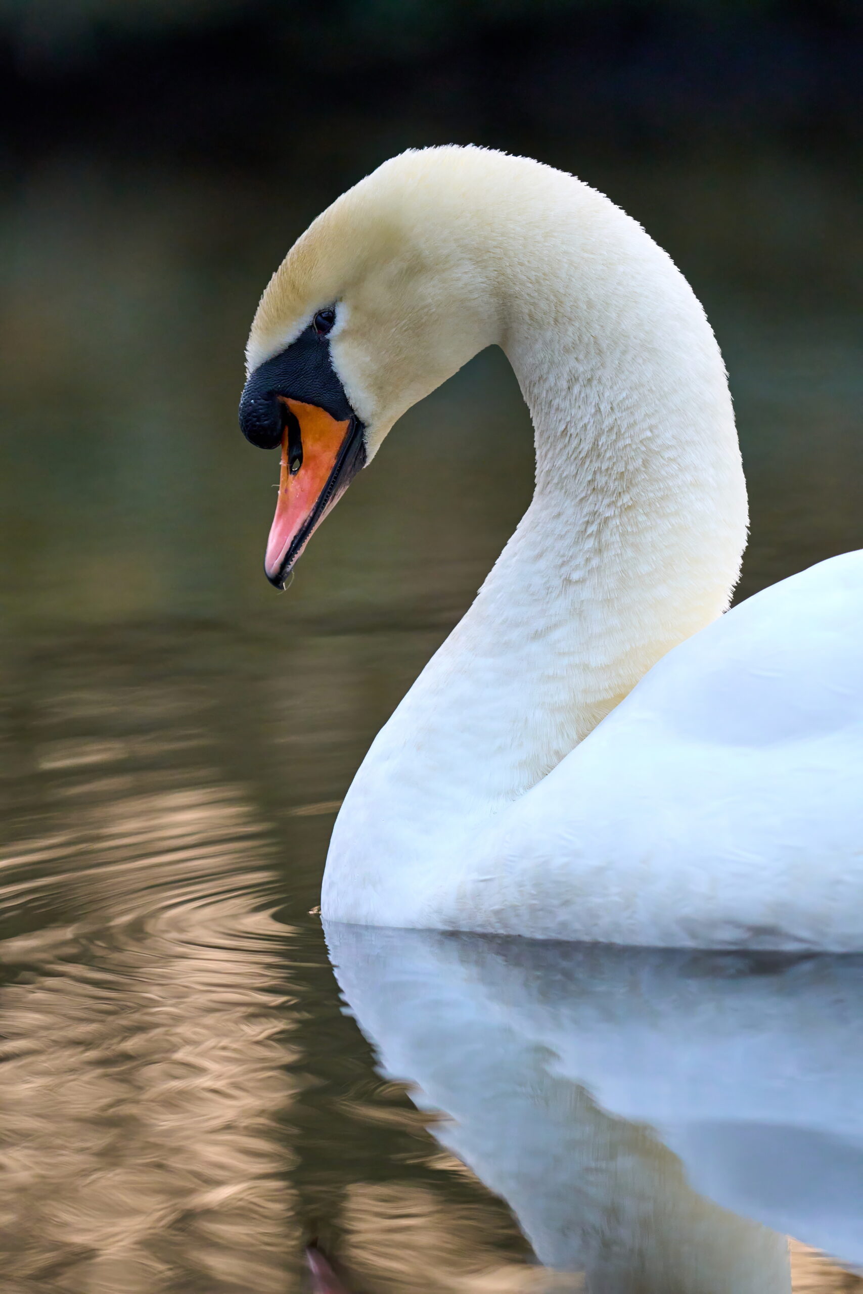Schwan