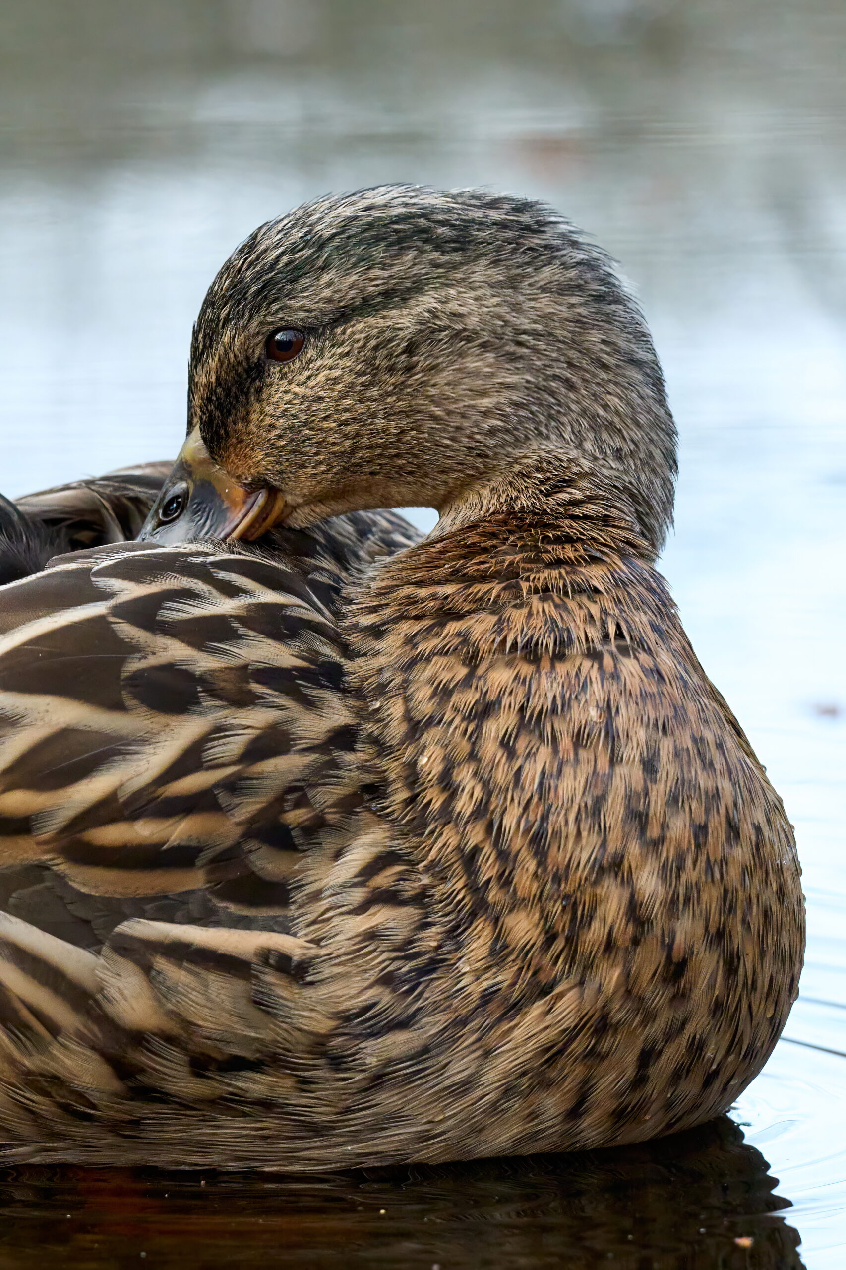 Stockente