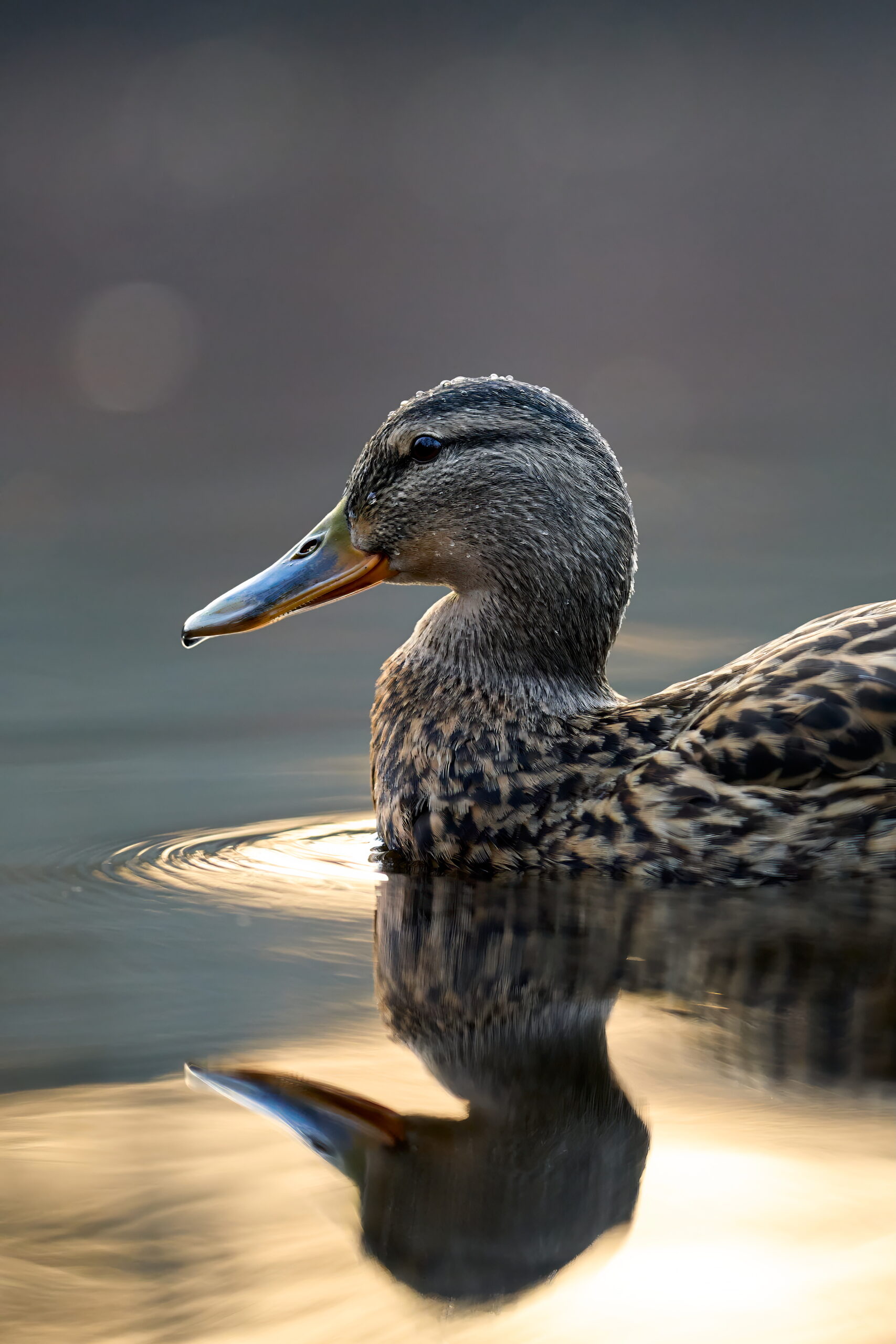 Stockente