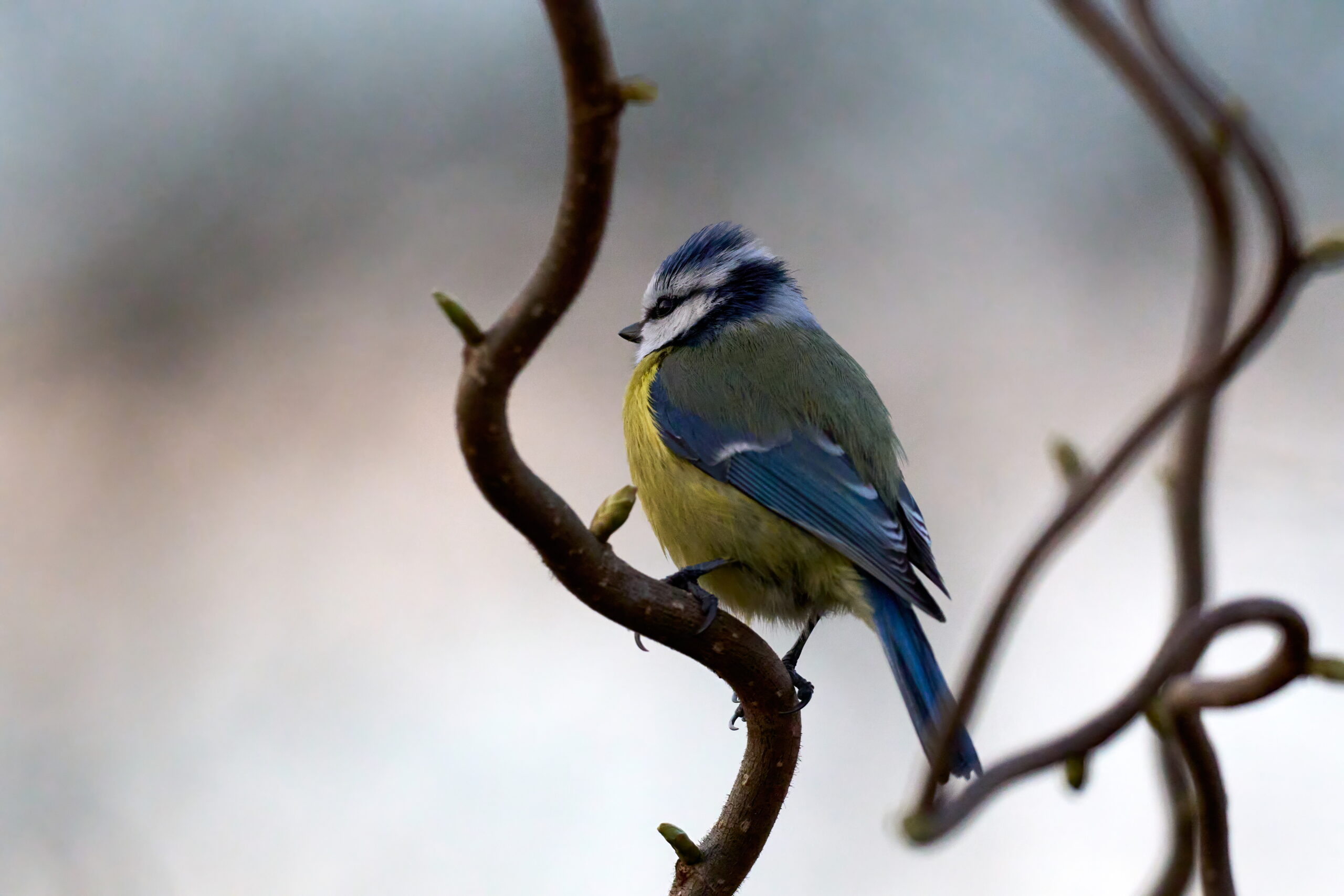 Blaumeise