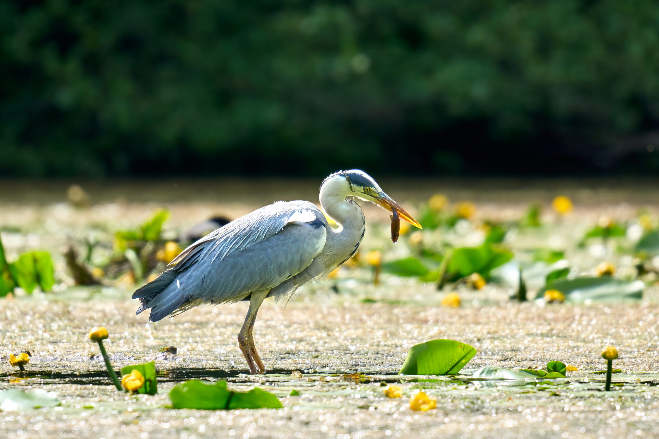 Graureiher mit Fisch im Schnabel