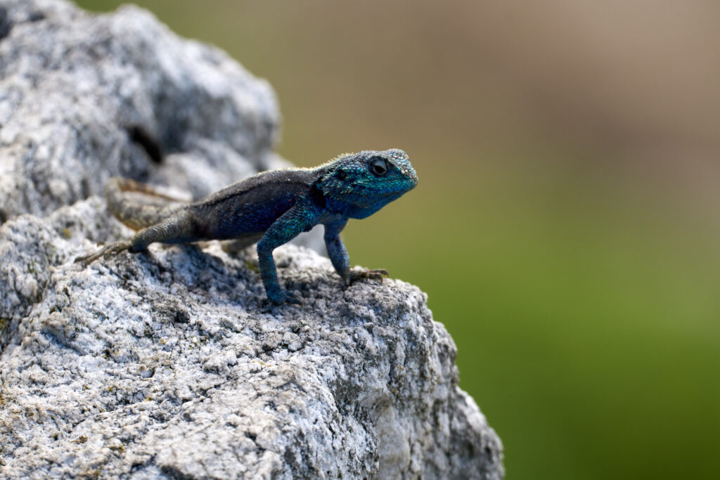 Südliche Felsenagame