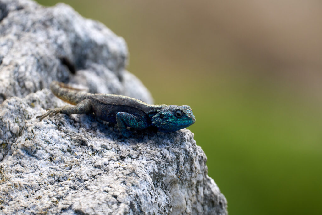 Südliche Felsenagame