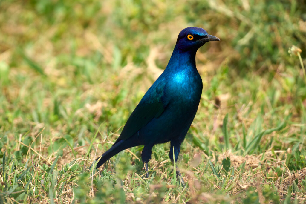 Rotschulter-Glanzstar