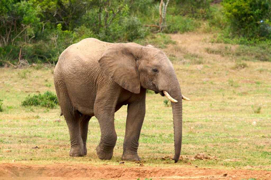 Afrikanischer Elefant