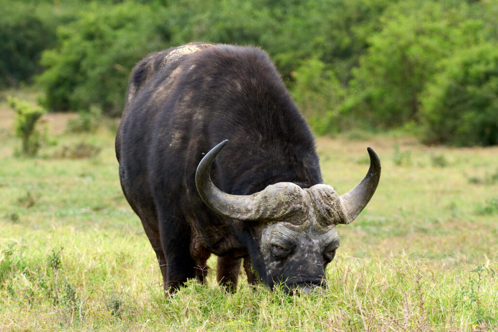 Afrikanischer Büffel