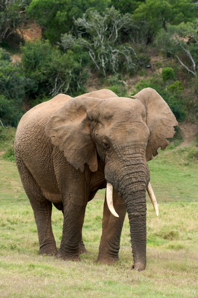 Afrikanischer Elefant