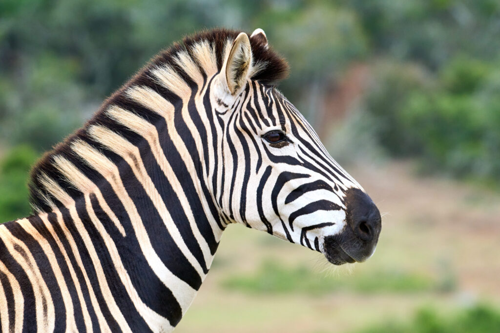 Zebra