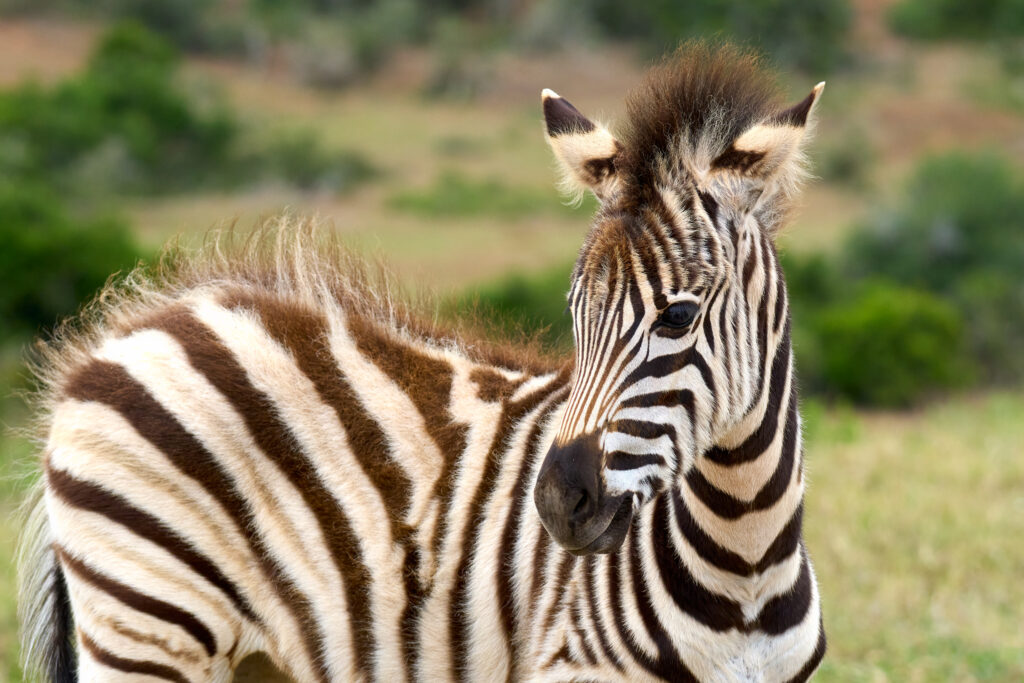 Zebra