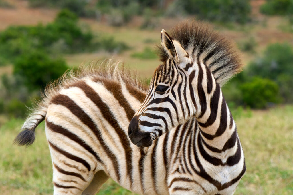Zebra