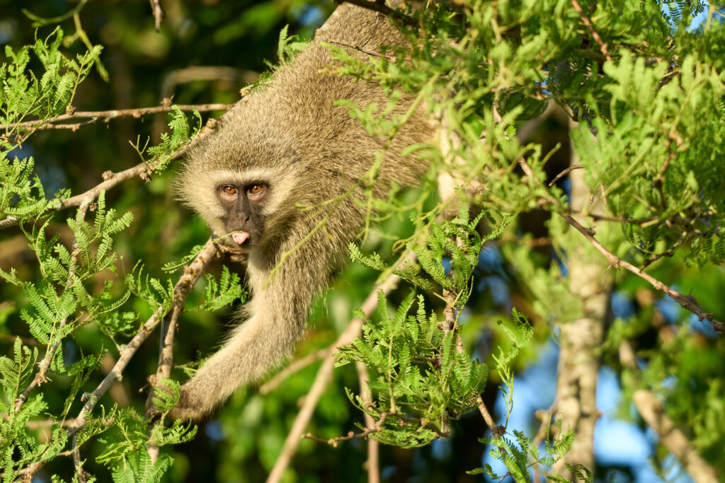 Südliche Grünmeerkatze