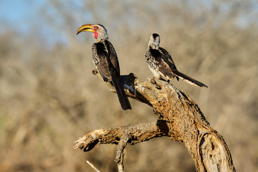 Südliche Gelbschnabeltokos