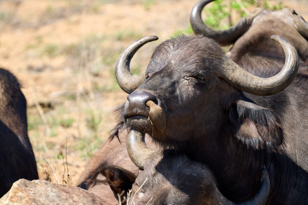 Afrikanischer Büffel