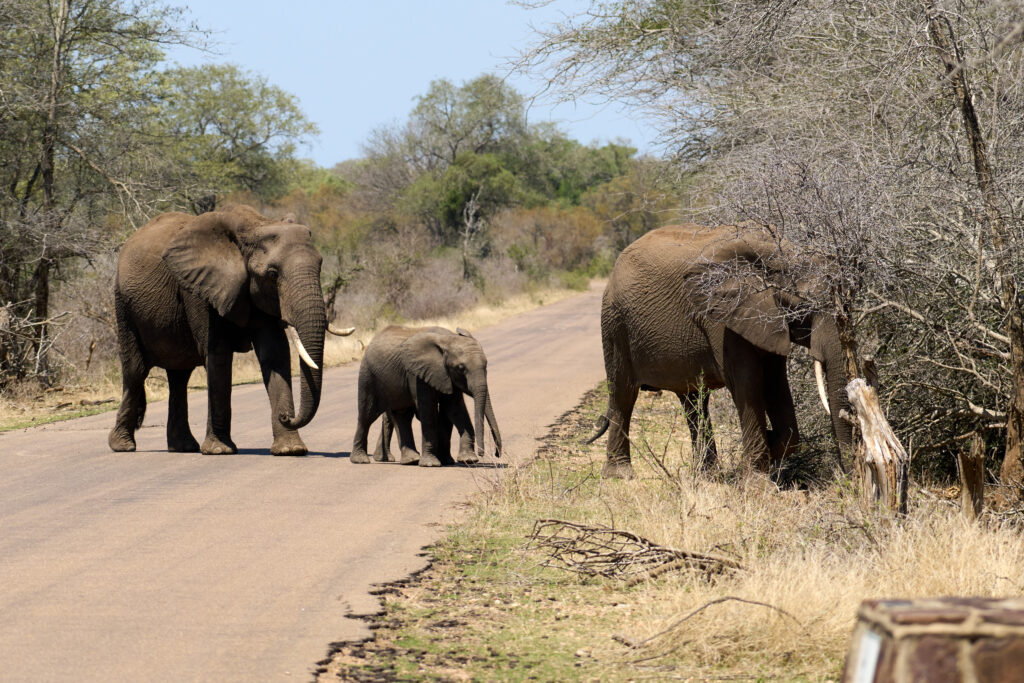 Afrikanischen Elefanten